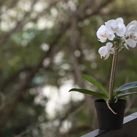Houseloft Harmony Gardens * Saloniki
